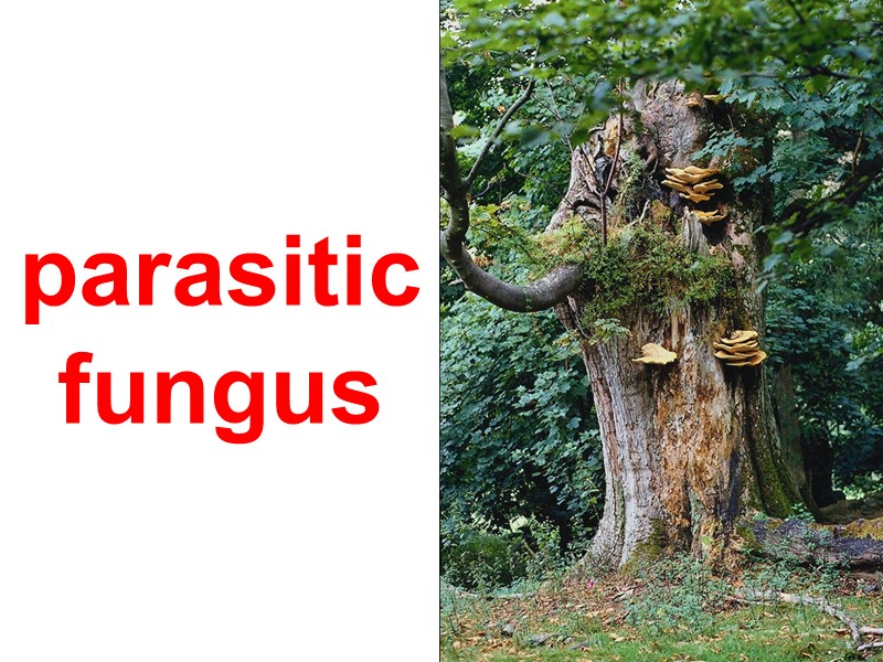 parasitic fungus